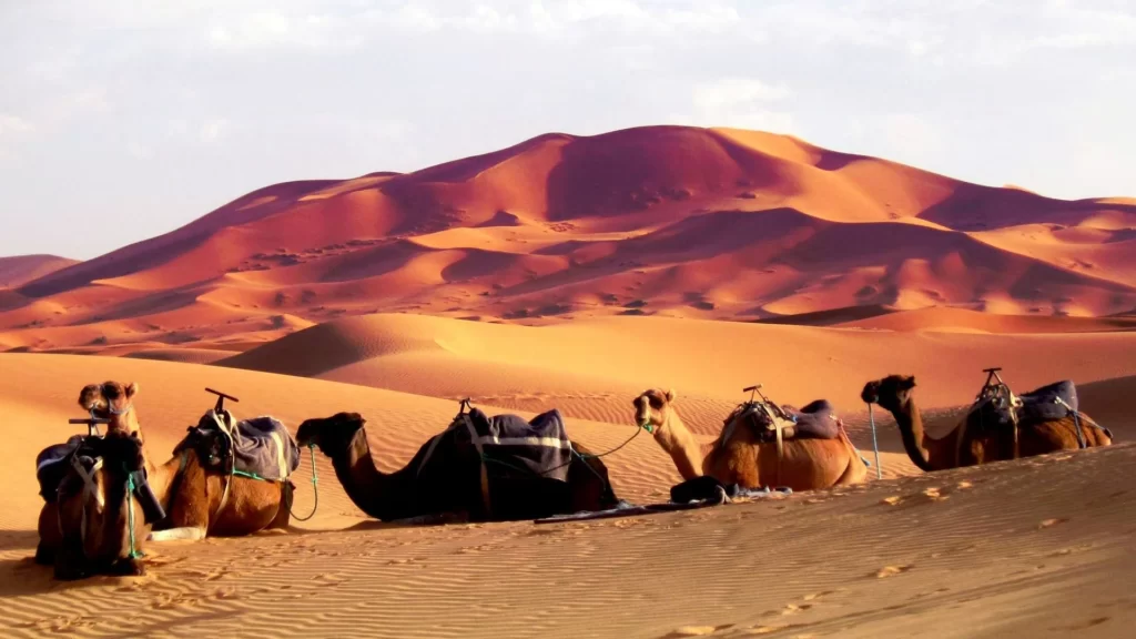 Camel ride merzouga