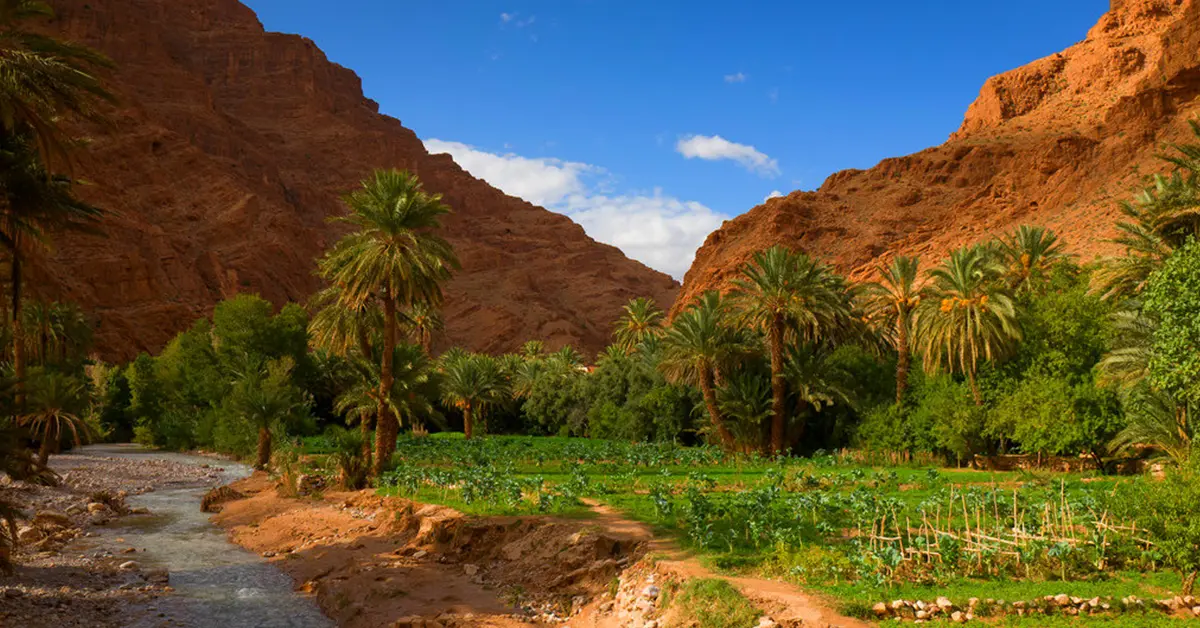 In Morocco, there is the largest OASIS in the world